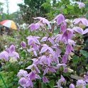 Thalictrum delavayi fleur